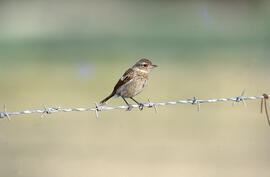 Vitrac ("Saxicola rubicola")