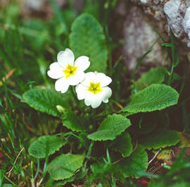 Primavera blanca ("Primula acaulis")