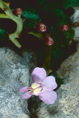Picardia ("Cymbalaria muralis")