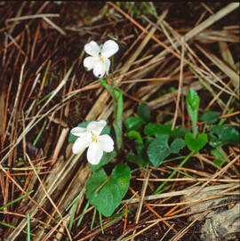 Viola ("Viola alba")