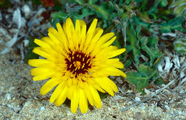Cosconilla ("Reichardia picroides")