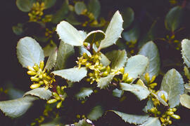 Aladern, llampúdol, la llampuga o llampuguera ("Rhamnus alaternus")