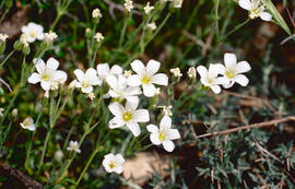 Arenària baleàrica ("Arenaria balearica")