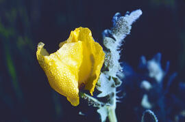 Rosella ("Papaver dubium")