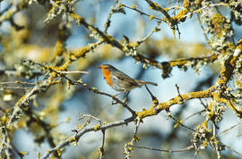 Ropit ("Erithacus rubecula")