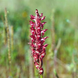 Abellera olorosa ("Anacamptis coriophora")