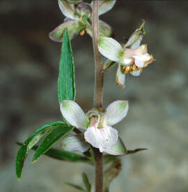 Alzineta ("Teucrium chamaedrys")