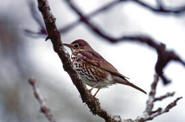 Tord ("Turdus philomelos")