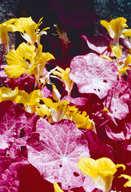 Caputxina ("Tropaeolum major")
