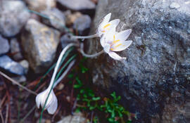 "Crocus biflorus"
