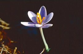 "Crocus biflorus"