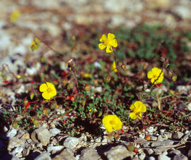 Heliantem nummular ("Helianthemum nummularium")