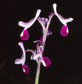 Abellera banyuda ("Ophrys longicornu")