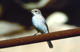 Picamosques ("Muscicapa striata")