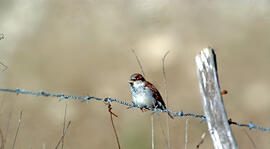Gorrió ("Passer domesticus")