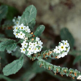 Herba berruguera ("Heliotripium europaeum")