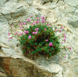 Clavell ("Dianthus rupicola")