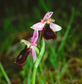Mosca vermella ("Ophrys tenthredinifera")