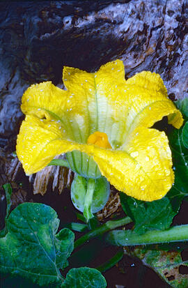 Caputxina ("Tropaeolum major")
