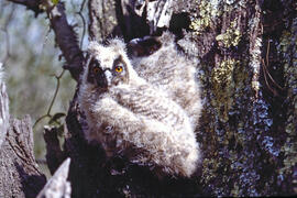 Mussol jove ("Otus scops")