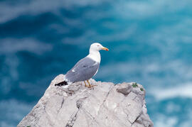 Gavina ("Larus michahellis")