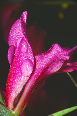 Gladiol ("Gladiolus italicus")