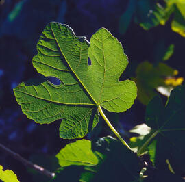 Figuera ("Ficus carica")