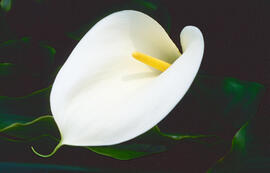 Lliri d'aigua ("Zantedeschia aethiopica")