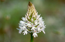 Orquídia piramidal ("Anacamptis pyramidalis")