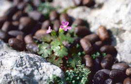 Gerani ("Geranium purpureum")
