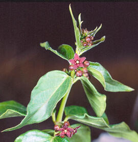 Pebrotera borda ("Vincetoxicum nigrum")