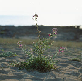 "Matthiola fruticulosa"