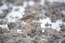 Tord ("Turdus philomelos")