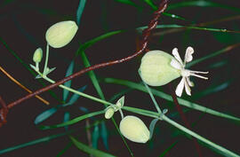 "Silene gallica"
