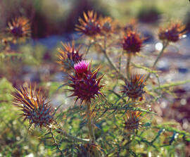 Herbacol ("Cynara cardunculus")