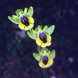 Abellera groga ("Ophrys lutea")