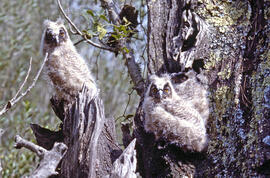 Mussols joves ("Otus scops")