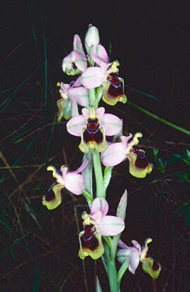 Mosca vermella ("Ophrys tenthredinifera")