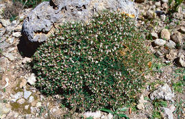 Gatell ("Launaea cervicornis")