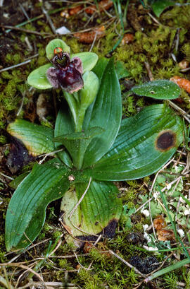 Orquídia abella ("Ophrys apifera")