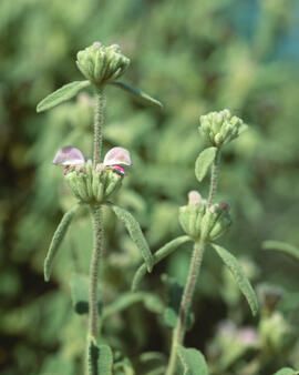 Matagall ("Phlomis purpurea")