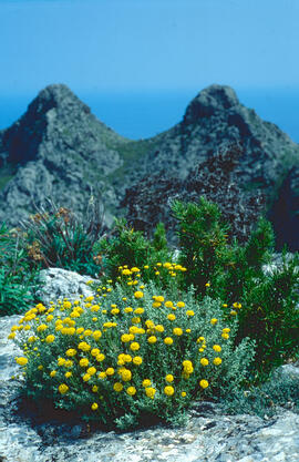 Camamilla groga ("Santolina chamaecyparissus")