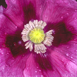 Cascall ("Papaver somniferum")