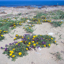 Alfals bord ("Medicago falcata")