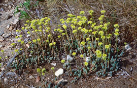 Ramell de Sant Ponç ("Helichrysum stoechas")