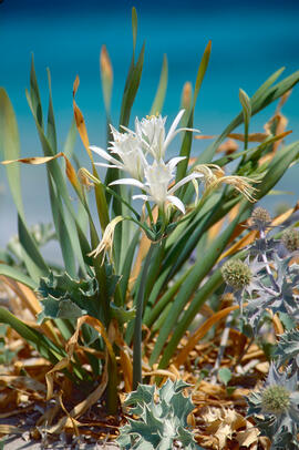 Lliri de mar ("Pancratium maritimum")