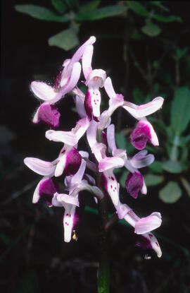 Orquídia ("Orchis mascula")