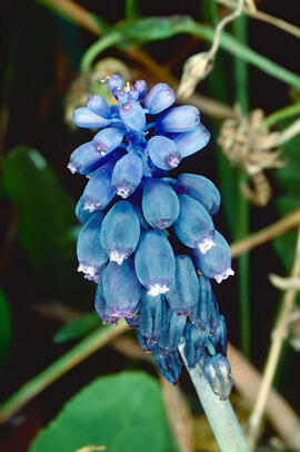 "Muscari botryoides"