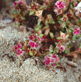 "Chaetonychia cymosa"