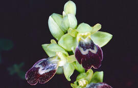 Mosca vermella ("Ophrys tenthredinifera")